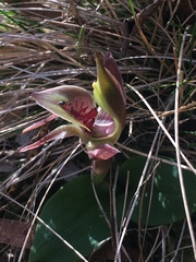 Chiloglottis triceratops
