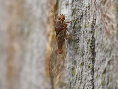 Trioza urticae