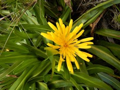 Hypochaeris sessiliflora