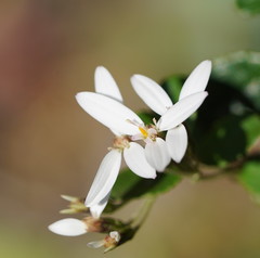 Olearia myrsinoides
