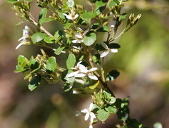 Olearia myrsinoides