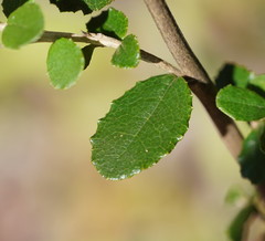 Olearia myrsinoides
