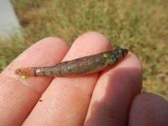 Etheostoma gracile