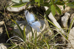 Polyommatus kamtshadalis