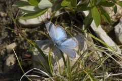 Polyommatus kamtshadalis