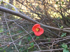 Chaenomeles × superba