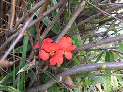 Chaenomeles × superba