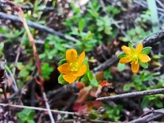 Hypericum brevistylum