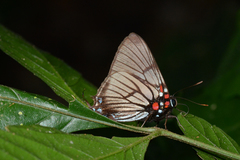 Brangas torfrida