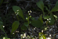Draba praecox