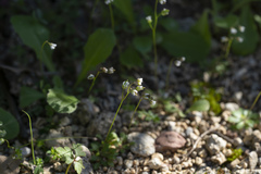 Draba praecox