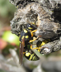 Syneuodynerus egregius