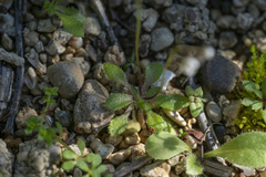 Draba praecox