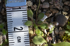 Draba praecox