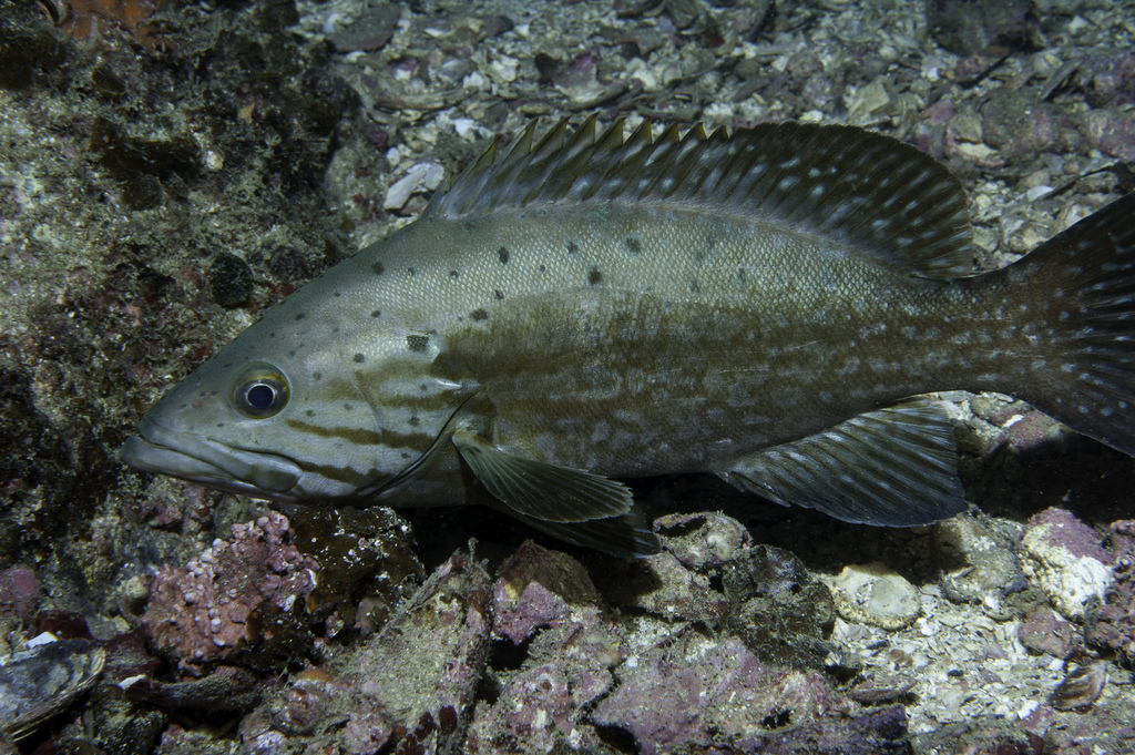 Comb Grouper
