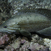 Comb Grouper - Photo (c) Bernard Picton, some rights reserved (CC BY), uploaded by Bernard Picton