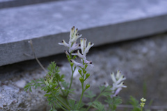 Fumaria judaica judaica