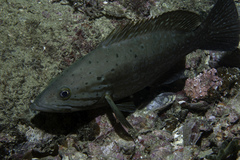 Mycteroperca acutirostris
