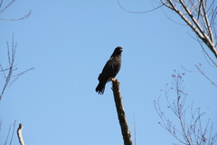 Rostrhamus sociabilis