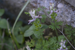 Fumaria judaica judaica