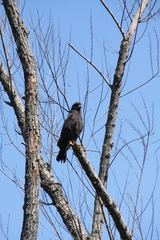 Rostrhamus sociabilis