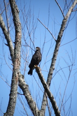 Rostrhamus sociabilis