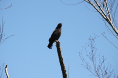 Rostrhamus sociabilis