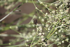 Riodina lycisca