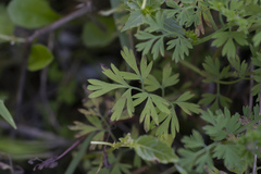 Fumaria judaica judaica