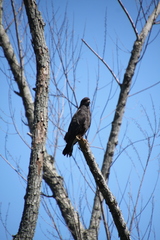 Rostrhamus sociabilis
