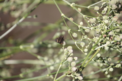 Riodina lycisca