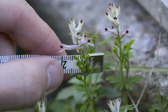 Fumaria judaica judaica