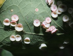 Phylloteras volutellae