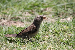 Passer domesticus