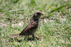 Passer domesticus