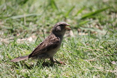 Passer domesticus