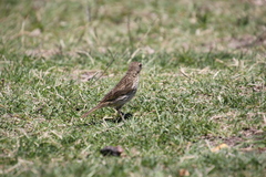 Sicalis flaveola