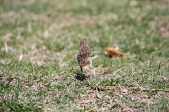 Sicalis flaveola