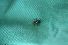 Astylus atromaculatus