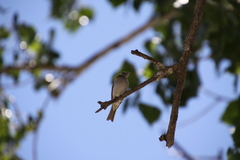 Sicalis flaveola