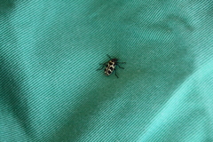 Astylus atromaculatus