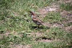 Passer domesticus