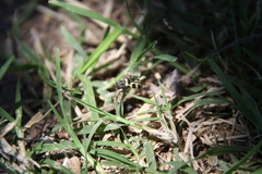 Astylus atromaculatus