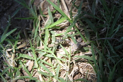 Astylus atromaculatus