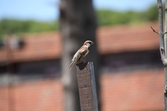 Passer domesticus