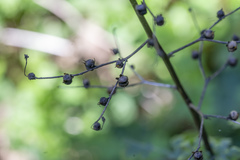 Scrophularia lucida