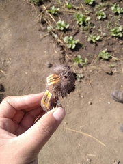 Cratogeomys merriami