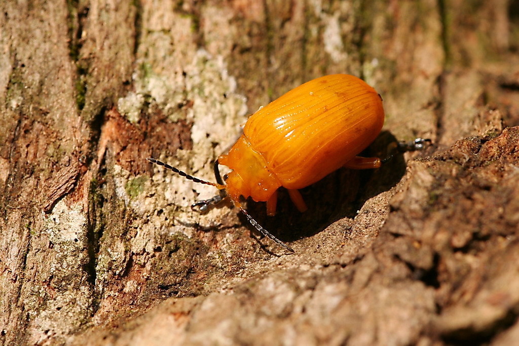 Podontia lutea