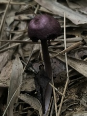 Agaricales