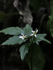 Angiospermae